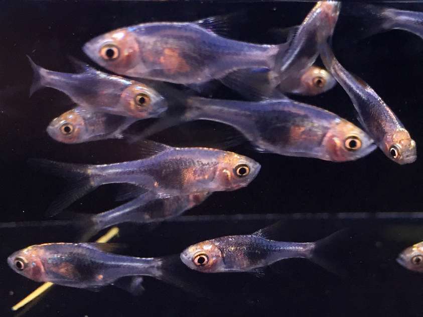 ラスボラ ヘテロモルファ